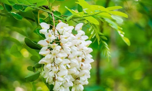 苹果和柠檬可以合在一起吃吗-权威柠檬和苹果一起煮水喝行吗平台,分享专业柠檬可以和苹果一起榨果汁吗知识_柠檬和苹果一起打果汁有什么功效网