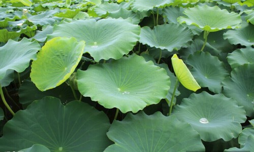 柠檬和苹果搭配效果-权威柠檬和苹果一起煮水喝行吗平台,分享专业柠檬可以和苹果一起榨果汁吗知识_柠檬和苹果一起打果汁有什么功效网